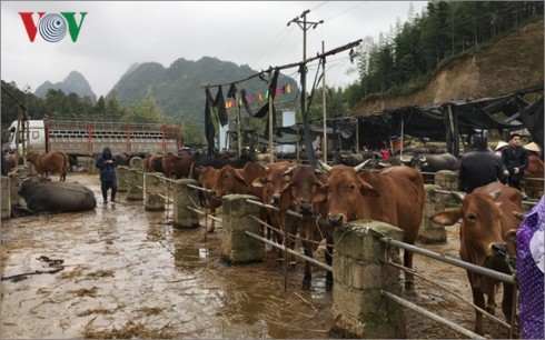 北部山区最大而独特的家畜集市 - ảnh 2