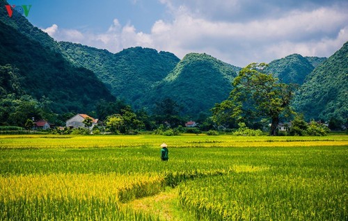 灿烂的北山稻熟季节 - ảnh 18