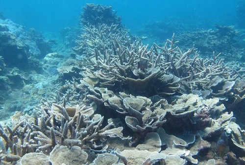 越南再有两个生物圈保护区被列为世界生物圈保护区 - ảnh 4