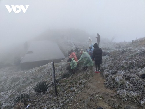 越南北部山区多地出现霜冻 - ảnh 5