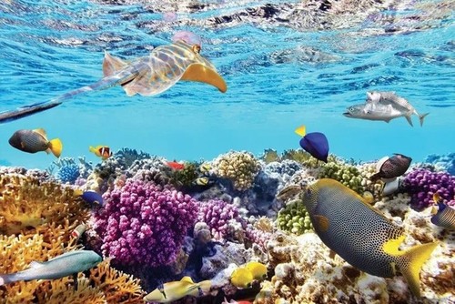 越南——全球最美国家之一 - ảnh 8