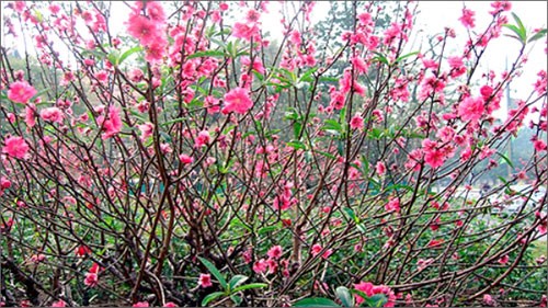 Wednesday, January 15, 2013 - ảnh 1