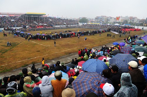 First buffalo fighting festival in Hanoi  - ảnh 1