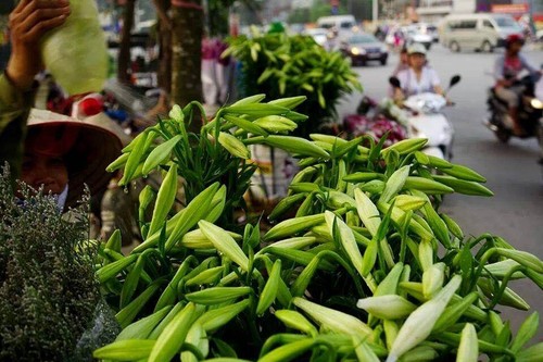 Madonna Lily - the flower of April - ảnh 1