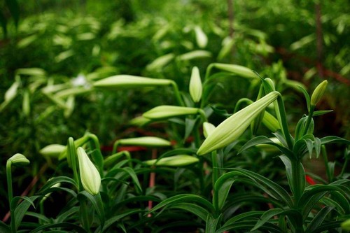 Madonna Lily - the flower of April - ảnh 6