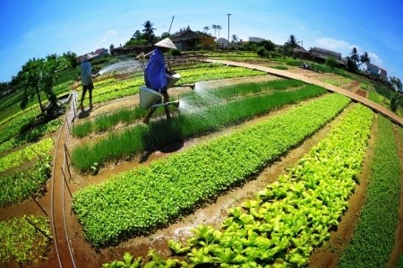 Tra Que village among top 10 destinations in Vietnam  - ảnh 1