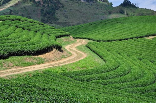 Magnificent beauty of Moc Chau in the dawn mist  - ảnh 8