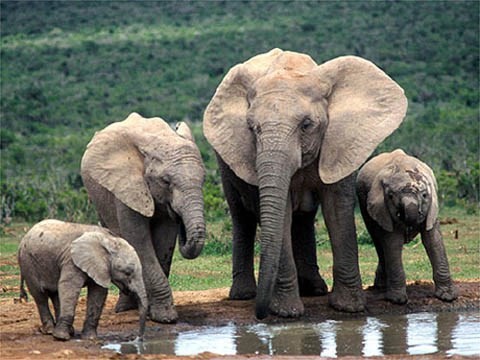 Elephant preservation week launched in Quang Nam - ảnh 1