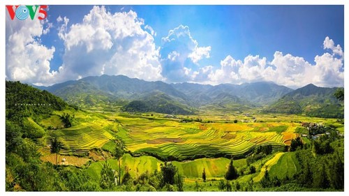 Bright yellow Mu Cang Chai in the harvest season - ảnh 8