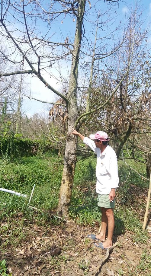 Mekong Delta urged to adapt agriculture to droughts, saline intrusion  - ảnh 1