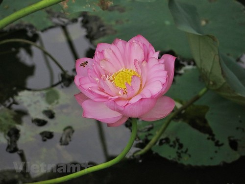 Lotus scented tea, a special treat of summer - ảnh 3