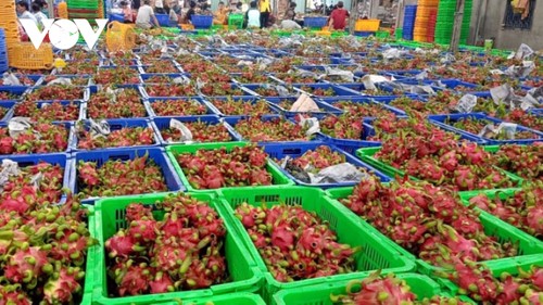 Safe dragon fruit growing model changes farmers’ mindset  - ảnh 1