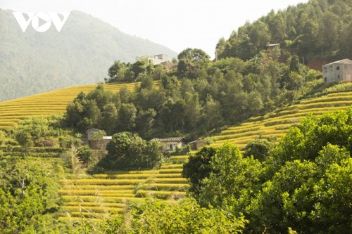 Paragliding over golden rice terrace fields in Northern Vietnam - ảnh 1