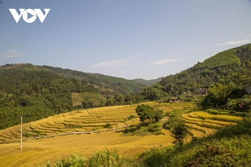 Paragliding over golden rice terrace fields in Northern Vietnam - ảnh 2