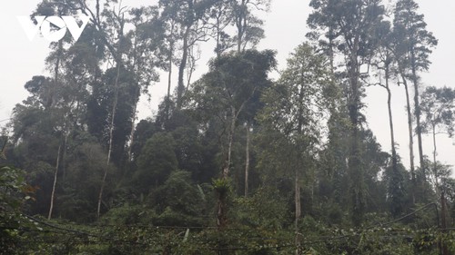 Mong people protect forest in Yen Bai - ảnh 2