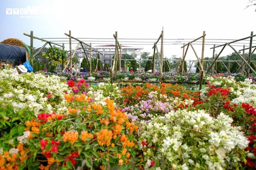 Northern Vietnam’s biggest flower festival opens in Me Linh - ảnh 1