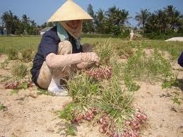 Visite de l'île de Ly Son - ảnh 2