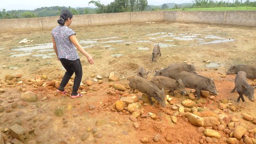 Ninh Móc Sầu, exemple de lutte contre la pauvreté à Mong Cai - ảnh 1