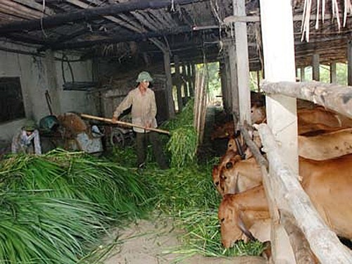 Un chef du hameau dévoué - ảnh 1