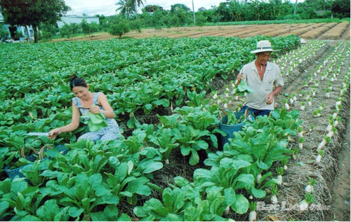 Phuoc Long : un avenir plein de promesses  - ảnh 1