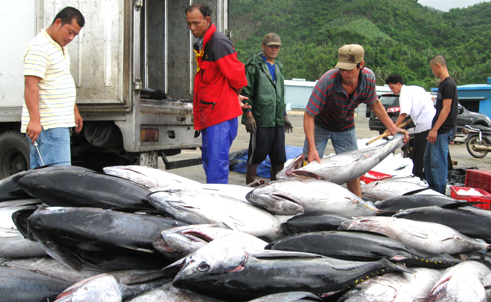 La pêche au thon au Vietnam - ảnh 2