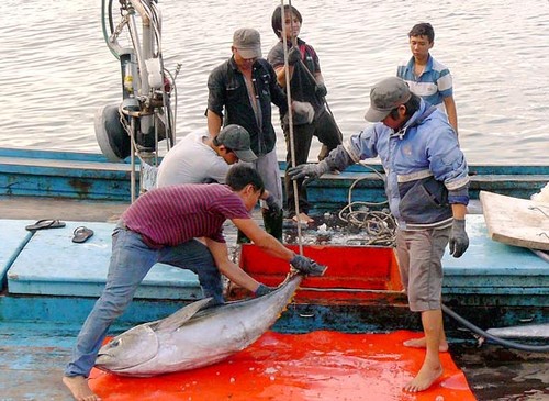 La pêche au thon au Vietnam - ảnh 3