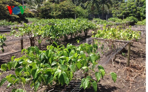 Un petit coin de Vietnam à Hawaï - ảnh 3