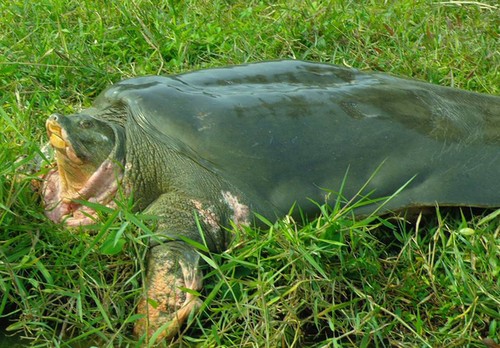 Peter Praschag, le "héros des tortues" - ảnh 2