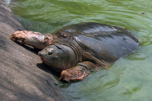 Peter Praschag, le "héros des tortues" - ảnh 3