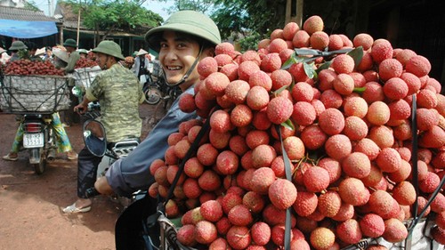 Plus de 10 tonnes de litchis vietnamiens exportés en Australie - ảnh 1