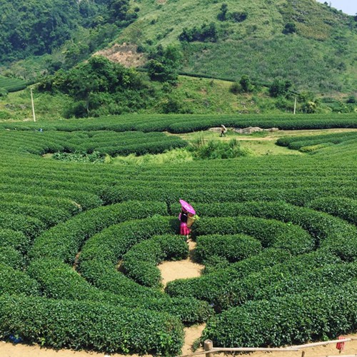 Môc Châu-un avant-goût de paradis - ảnh 1