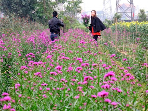 Les villages horticoles au Vietnam - ảnh 3