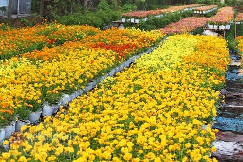 Les villages horticoles au Vietnam - ảnh 7