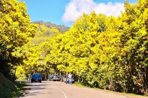 Dalat parmi les meilleures destinations florales du monde   - ảnh 9