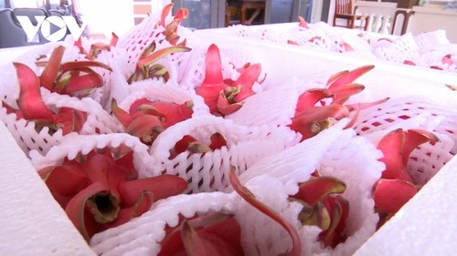 Le fruit du dragon au Vietnam - ảnh 2