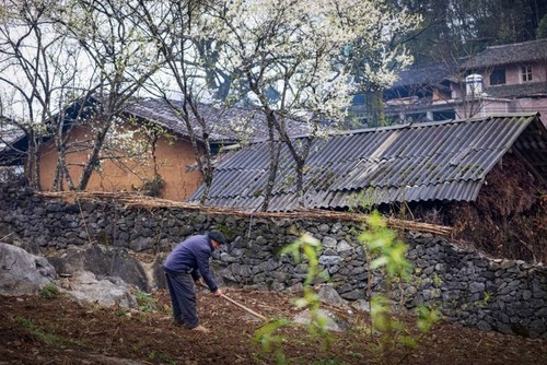 Splendeur du plateau karstique de Dông Van à Hà Giang - ảnh 11