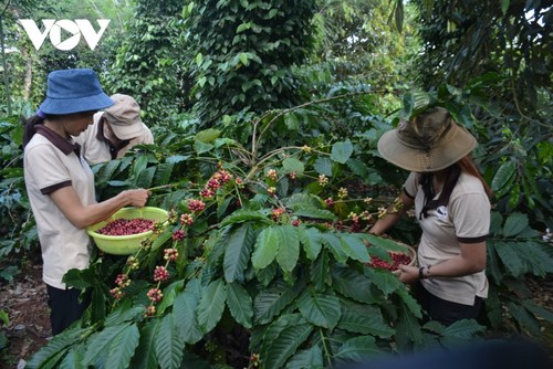 La consommation de café au Vietnam - ảnh 1