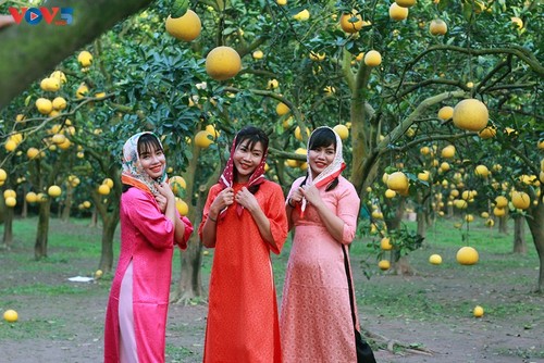 Les jardins de pamplemousses, un havre photographique prisé lors du Têt - ảnh 5