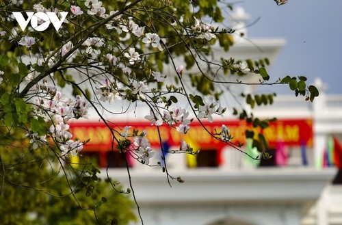 Diên Biên à la saison des fleurs de bauhinie - ảnh 11