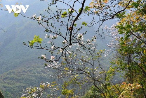 Diên Biên à la saison des fleurs de bauhinie - ảnh 15