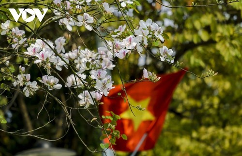 Diên Biên à la saison des fleurs de bauhinie - ảnh 3