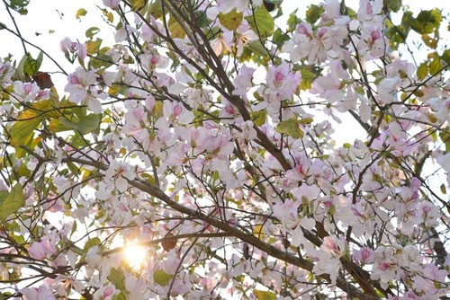 Diên Biên à la saison des fleurs de bauhinie - ảnh 4