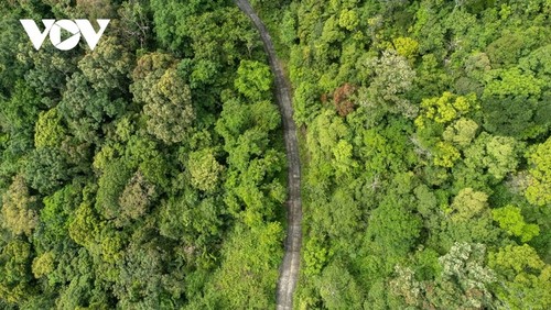 Son Trà à la saison des fleurs jaunes - ảnh 4