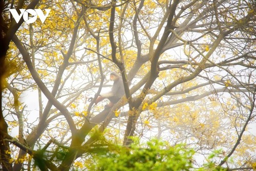 Son Trà à la saison des fleurs jaunes - ảnh 5