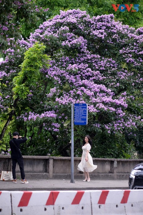 Hanoi à la saison des lilas des Indes - ảnh 8