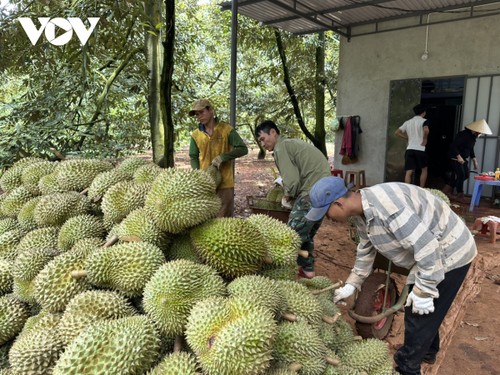 Les exportations de durian du Vietnam durant le premier semestre - ảnh 1