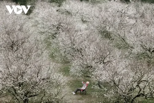Les couleurs florales annoncent l’hiver sur le plateau de Môc Châu - ảnh 1