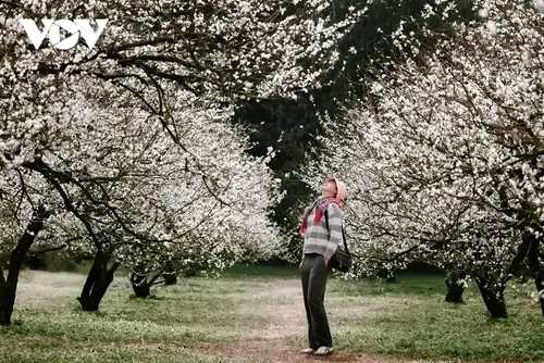 Les couleurs florales annoncent l’hiver sur le plateau de Môc Châu - ảnh 4