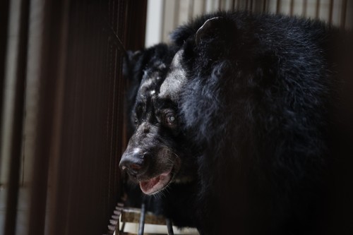 A bear's life - How an endangered species found the promise land - ảnh 6