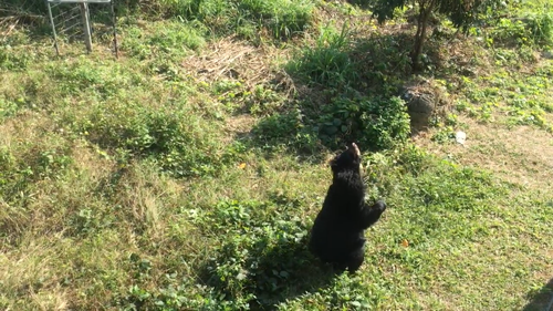 A bear's life - How an endangered species found the promise land - ảnh 1